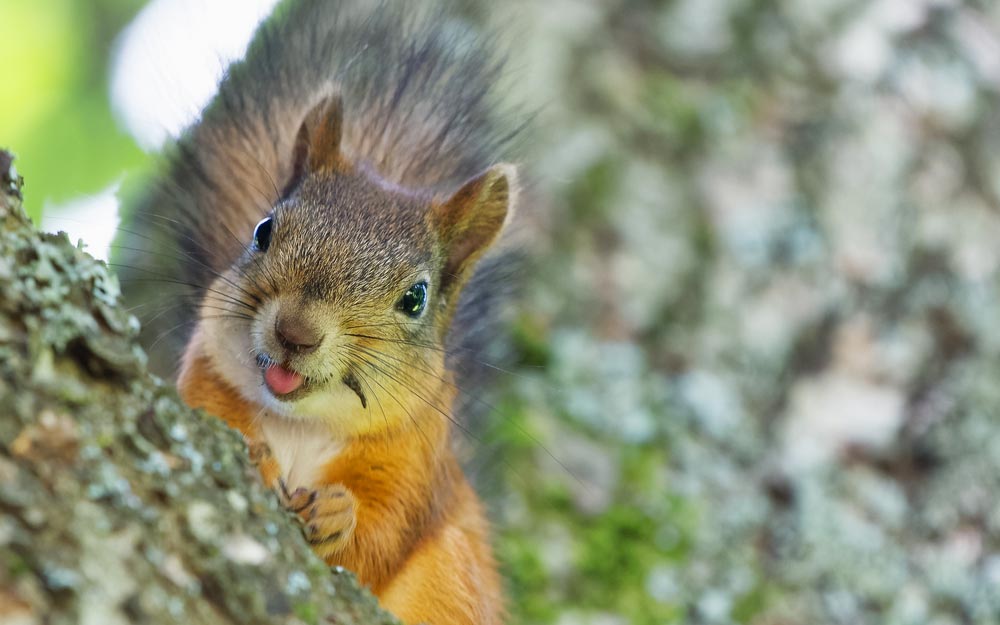 CAROLINA MOUNTAIN LIFE – Outfoxed by a Squirrel?